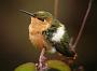 Hummingbird Garden Photo: Sparkling-Tailed Hummingbird